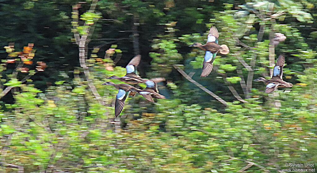 Blue-winged Teal