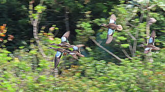 Blue-winged Teal