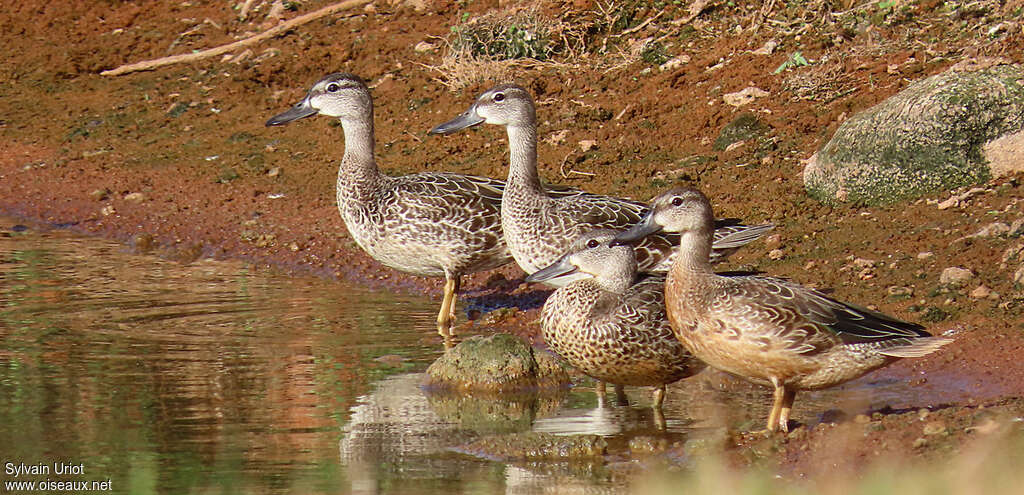 Blue-winged Teal, pigmentation