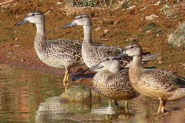 Blue-winged Teal