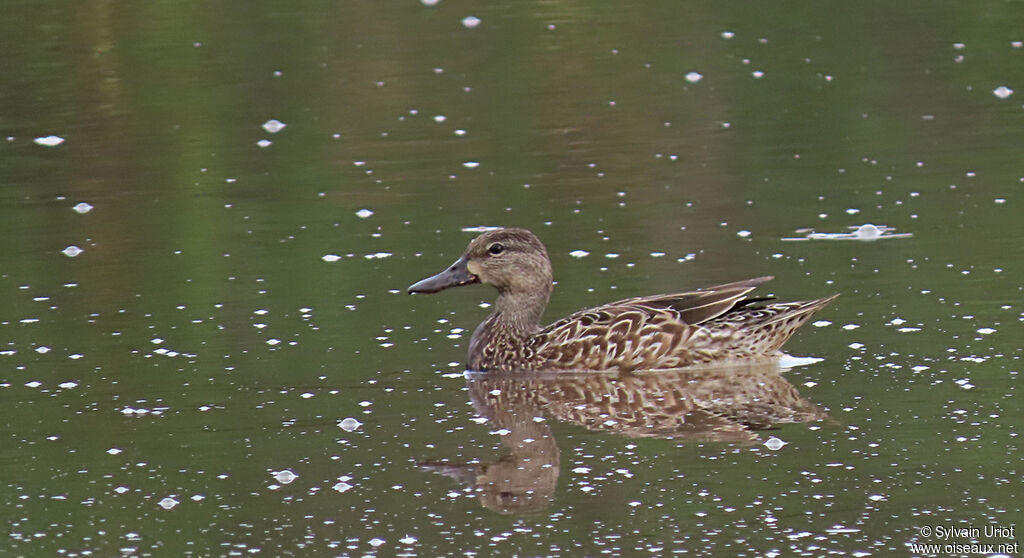 Blue-winged Teal female adult