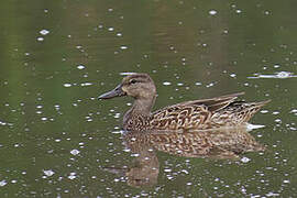 Blue-winged Teal