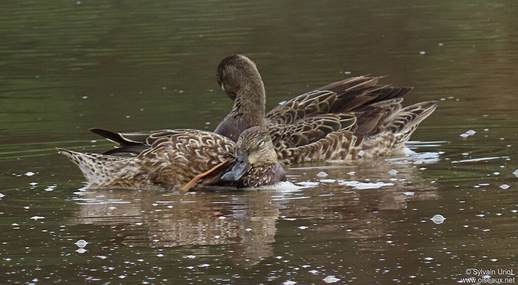 Blue-winged Tealadult post breeding