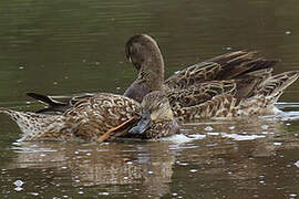 Blue-winged Teal