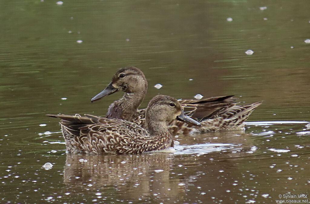 Blue-winged Tealadult post breeding