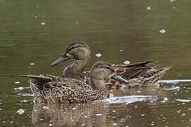 Blue-winged Teal