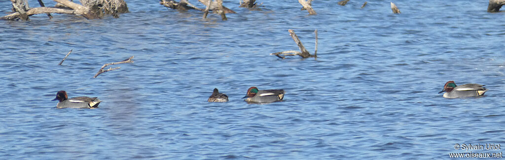 Eurasian Teal