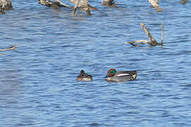 Eurasian Teal