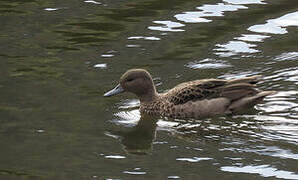 Andean Teal