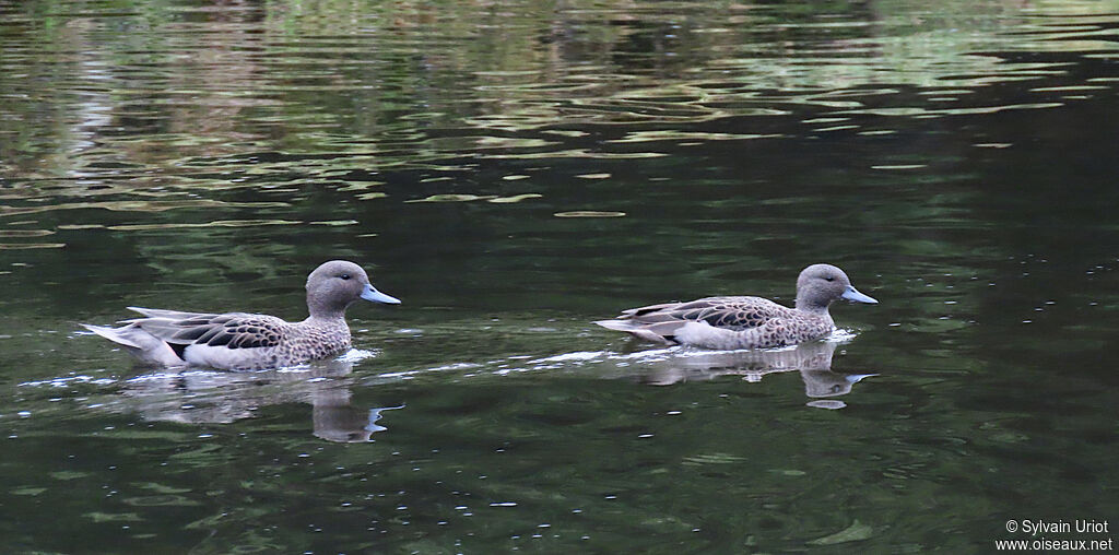 Andean Tealadult