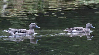 Andean Teal