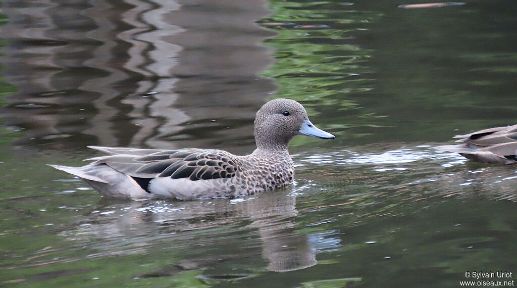 Andean Tealadult