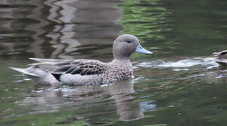 Andean Teal