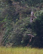 Andean Teal