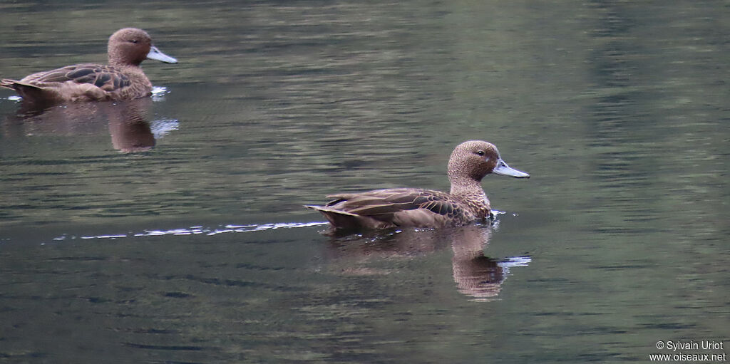 Andean Tealadult