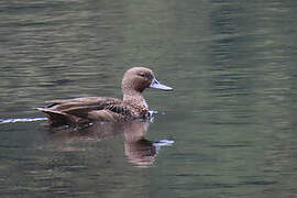 Andean Teal