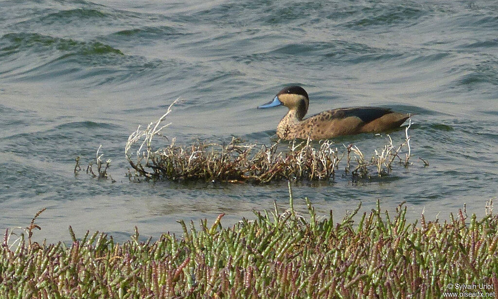 Blue-billed Teal