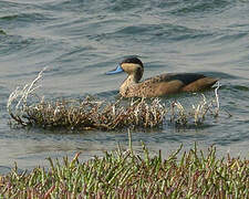 Blue-billed Teal