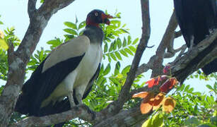 King Vulture