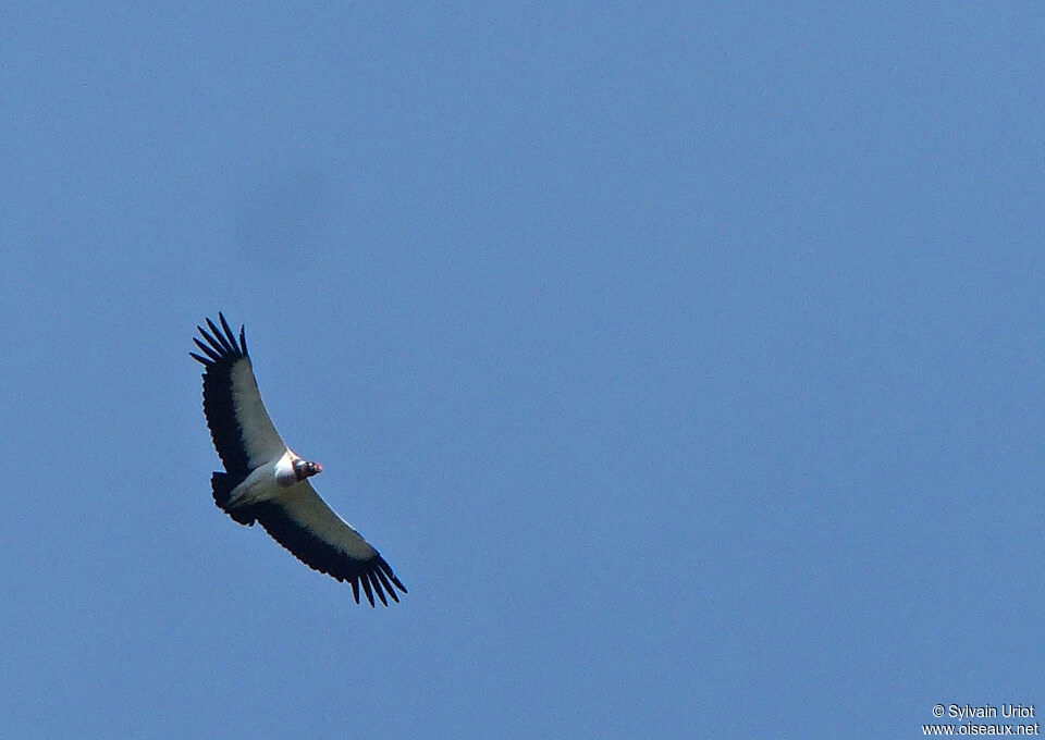 King Vulture