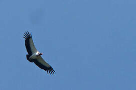 King Vulture