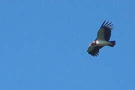 King Vulture