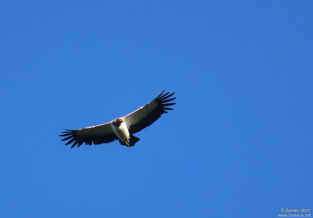 Sarcoramphe roiadulte