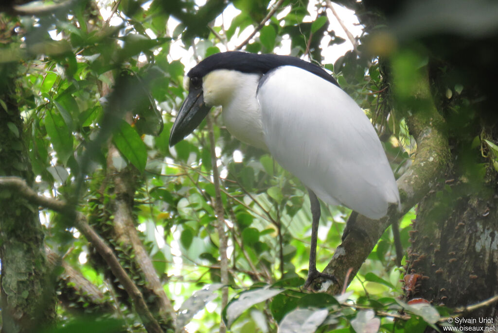 Boat-billed Heronadult, identification