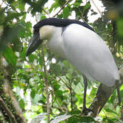 Boat-billed Heron