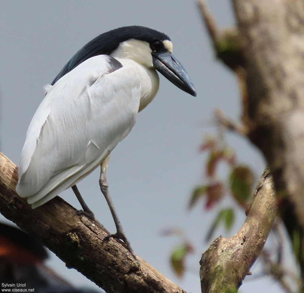 Savacou huppé mâle adulte, identification