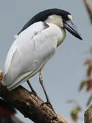 Boat-billed Heron