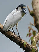 Boat-billed Heron