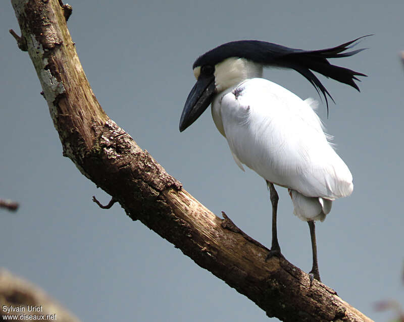 Boat-billed Heron male adult breeding, aspect, pigmentation