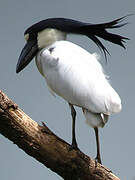 Boat-billed Heron