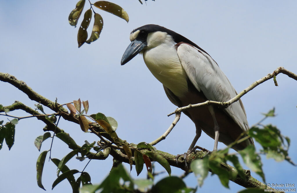 Boat-billed Heronadult