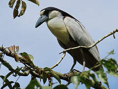 Boat-billed Heron