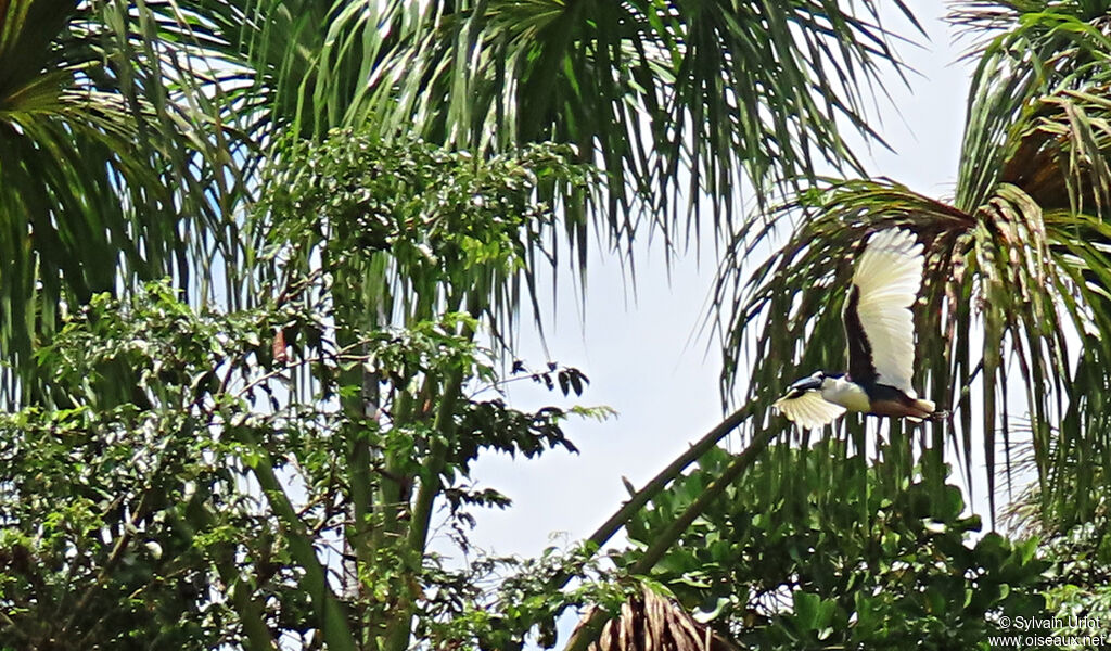 Boat-billed Heronadult