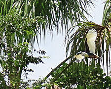 Boat-billed Heron