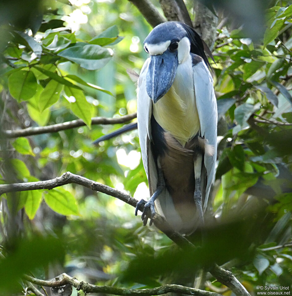 Boat-billed Heronadult