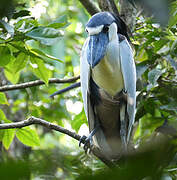 Boat-billed Heron