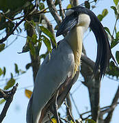 Boat-billed Heron