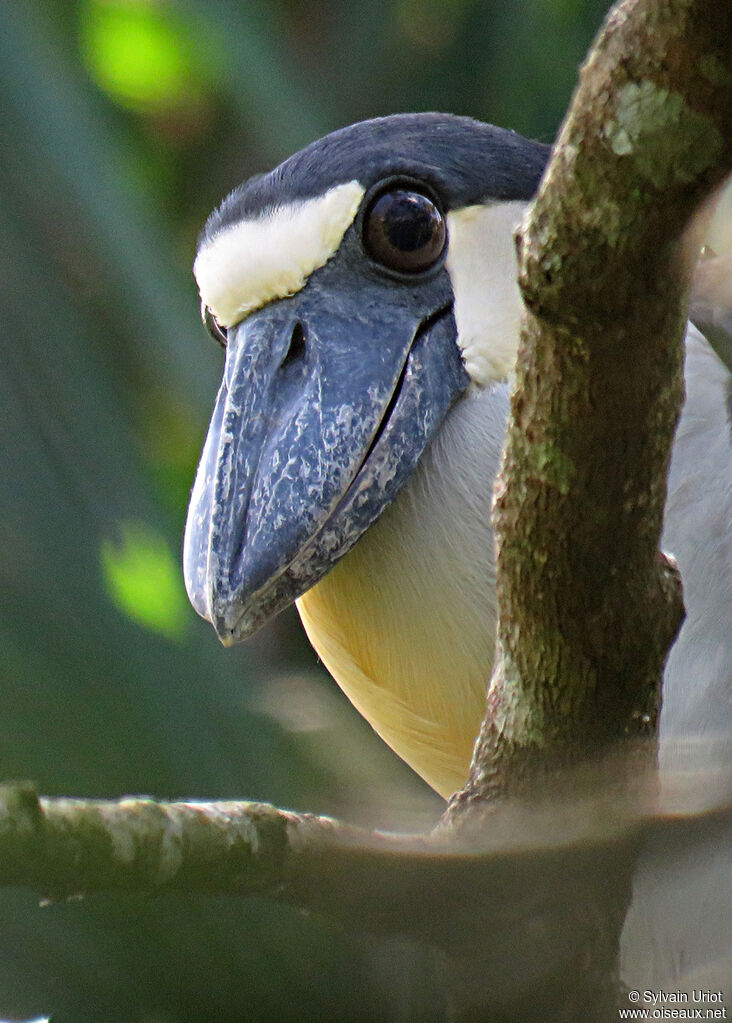 Boat-billed Heronadult