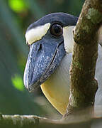 Boat-billed Heron