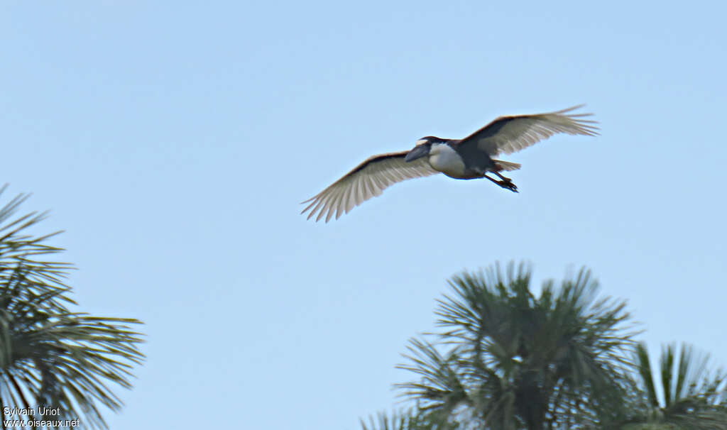 Boat-billed Heronadult, Flight