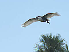 Boat-billed Heron