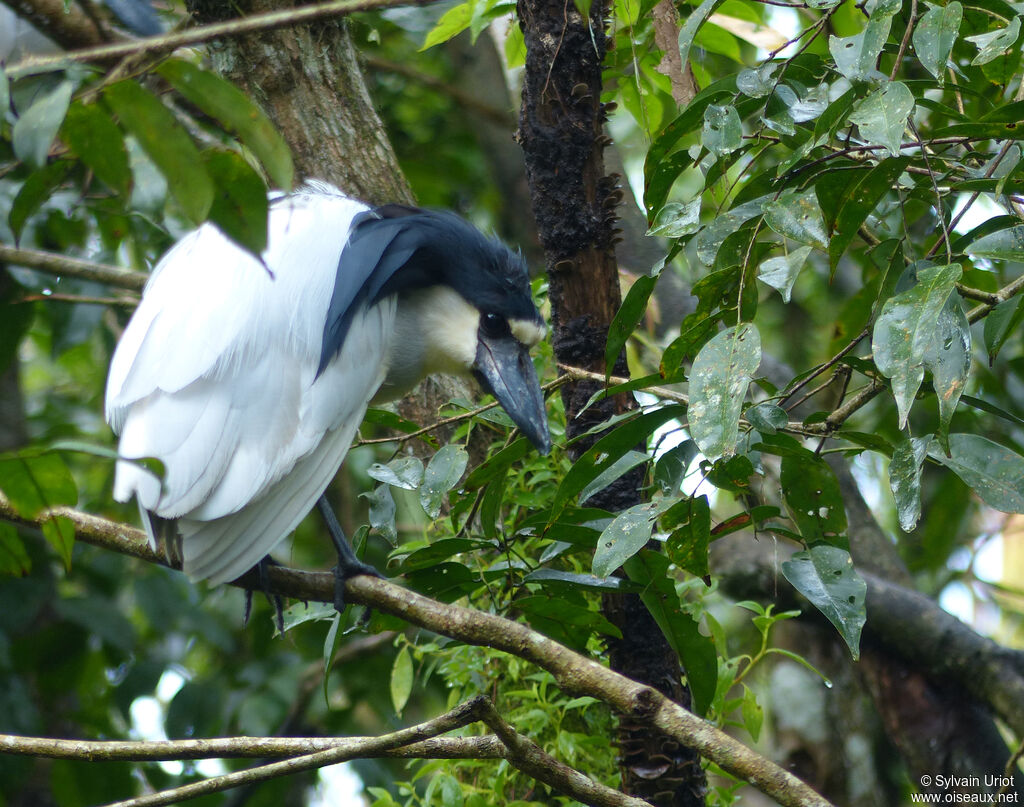 Boat-billed Heronadult