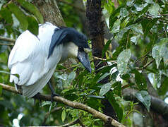 Boat-billed Heron