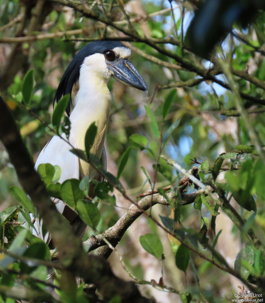 Boat-billed Heronadult