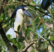 Boat-billed Heron