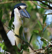 Boat-billed Heron